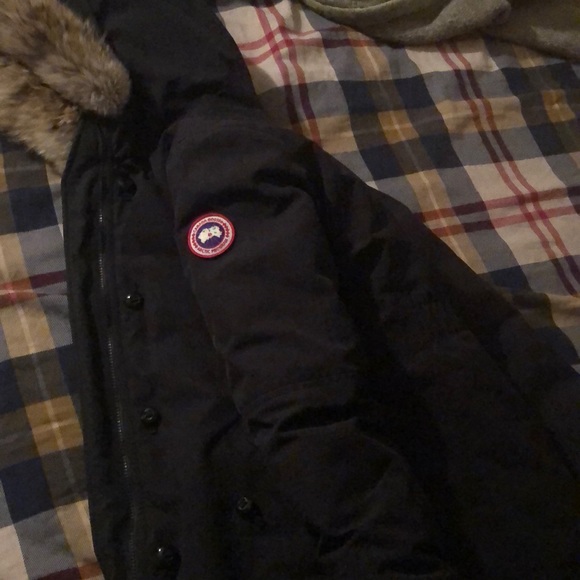 Canadian goose - Picture 3 of 6